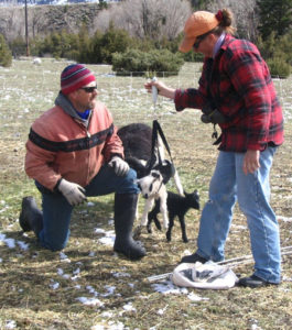 raising-sheep-for-meat-icelandic-sheep-lambs